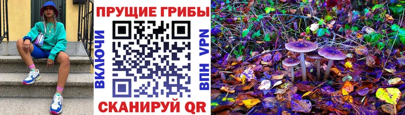 наркотики  Высоковск  Галлюциногенные грибы Psilocybine cubensis 